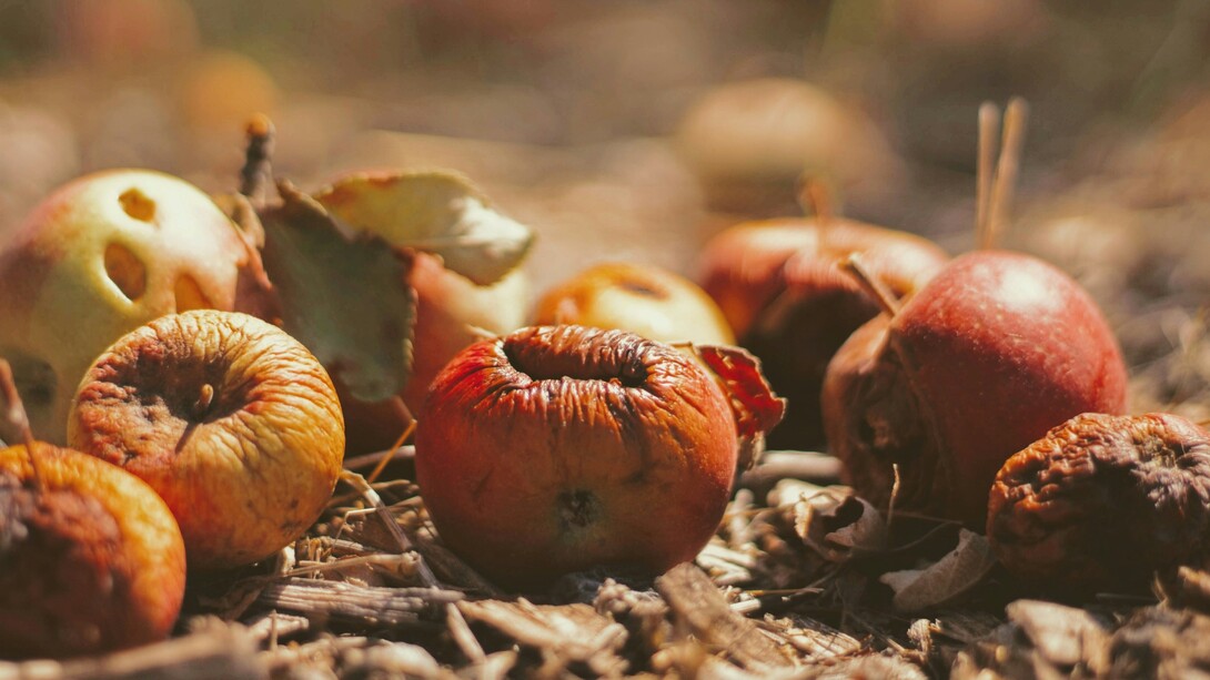 Il "brain rot" è un fenomeno che descrive il deterioramento dell’attenzione e delle capacità cognitive a causa dell’esposizione eccessiva a contenuti digitali superficiali 