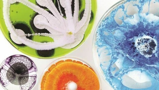 Klari Reis, Indiviual Petri dish