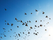 Freedom as pursuit of happiness