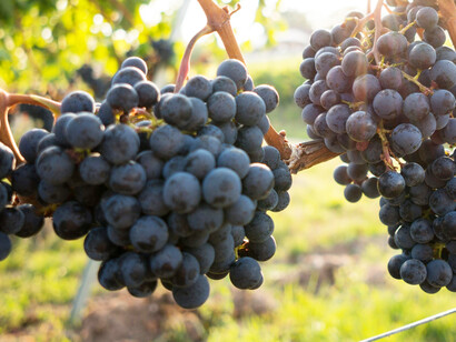 The vineyards bask in the sunlight of a beautiful afternoon, where lush green vines are heavy with plump, juicy grapes ready for harvest