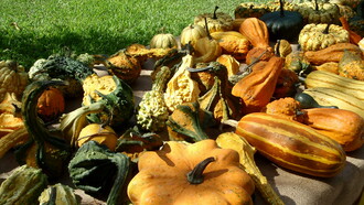 La biodiversità delle zucche