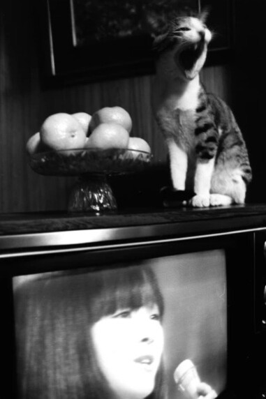 Masahisa Fukase
Sasuke!! Dear my cat, 1978
(C) Masahisa Fukase archives
Courtesy of Michael Hoppen Gallery 