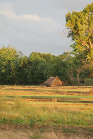 Farmland beside the hotel © Gehan de Silva Wijeyeratne