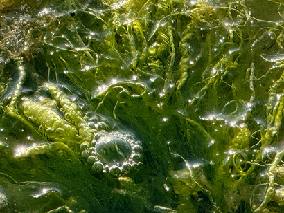 Brigitte Moeckli, Air bubble on seagrass I (detail), 2025. Courtesy of Walter Wickiser Gallery