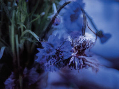 Silvia Margaria, Anthologìa, Serie Isa Bluette 3/8, 2015-2019, stampa Fine Art su carta baritata lucida, colore, acqua e clorofilla
