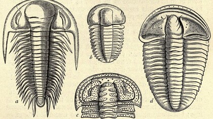 Illustrazione di trilobiti