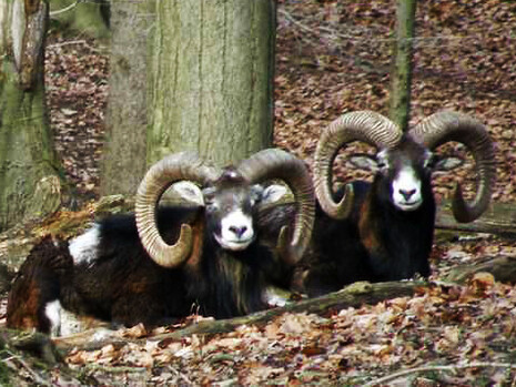 I gestori del Parco giustificano questo stermino per i danni causati dal muflone all’agricoltura, alla biodiversità e alla sicurezza stradale