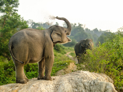 Un piccolo di elefante