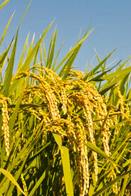Plantas de arroz bajo el cielo gris