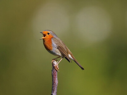 La leggenda del pettirosso