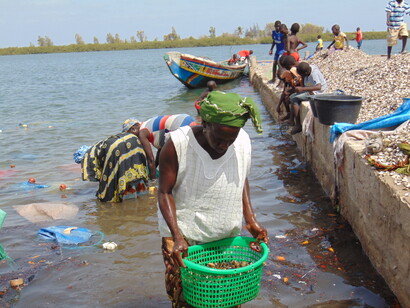 Mujeres recogiendo ostras y almejas en las costas de Niodior, Senegal