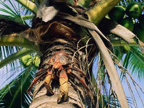 Il ladro delle palme