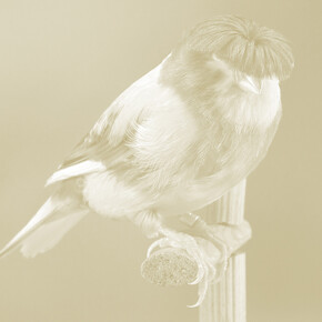 Carsten Höller, Canary (detail), 2009, Photogravure à la poudre d’or sur papier, Feuille 108x78cm (x9), Image 84,2x59 (x8), Image n°4 84,2x 62,8, Tirage : 17/24 et 6 exemplaires d’artiste, Centre national des arts plastiques, FNAC 2011-0165 (1 à 9) © Adagp, Paris / CNAP / photo : Galerie Air de Paris