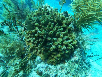 Una colonia di Spugne (Agelas?) a Molasses Reef, Florida Keys