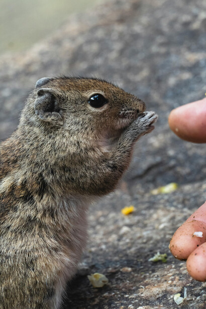 La convivencia saludable requiere dejar de idealizar a la ardilla y comenzar a verla como parte de un ecosistema que necesita equilibrio