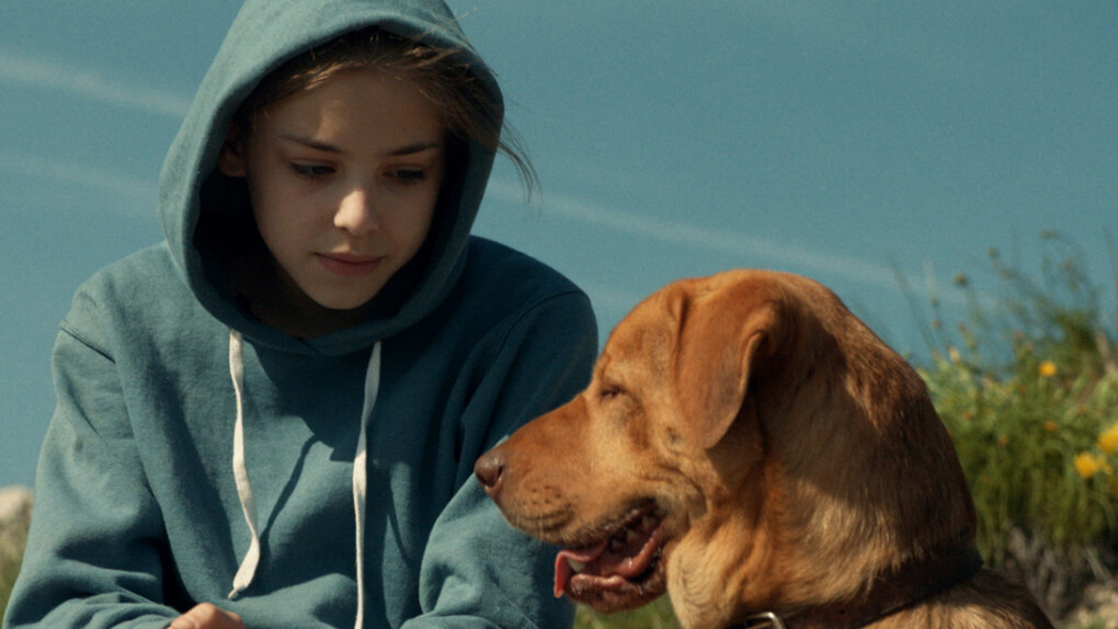 White God. 2014. Hungary. Directed by Kornél Mundruczó. Image courtesy of Magnolia Pictures.