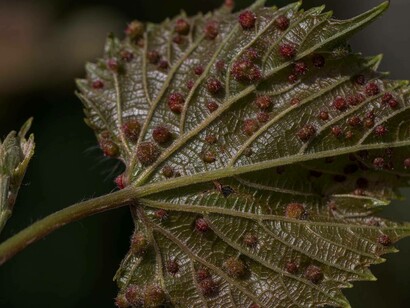 A close look at how the phylloxeras spread all over a leaf close to a vineyard in Chile