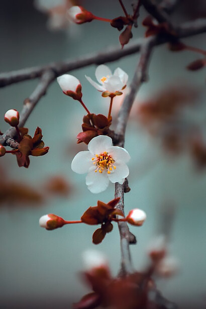 Cherry blossom on brown tree branch