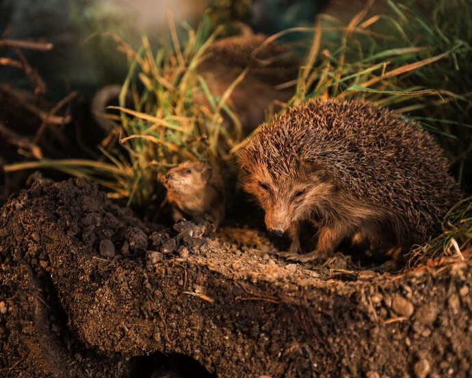 The Animal Kingdom on Earth. Courtesy of Haus der Natur 