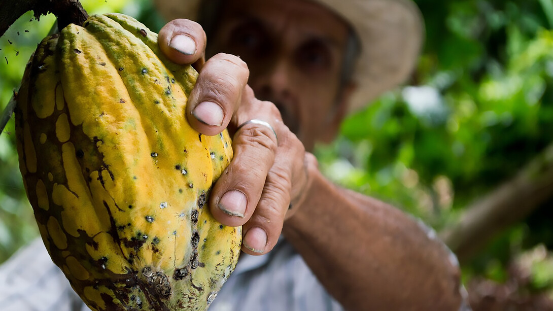 A man holding a freshly picked cocoa pod straight from the tree