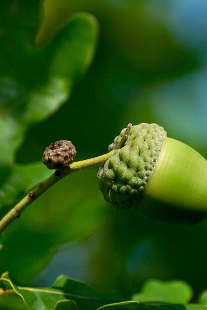 A la espera de abandonar el árbol