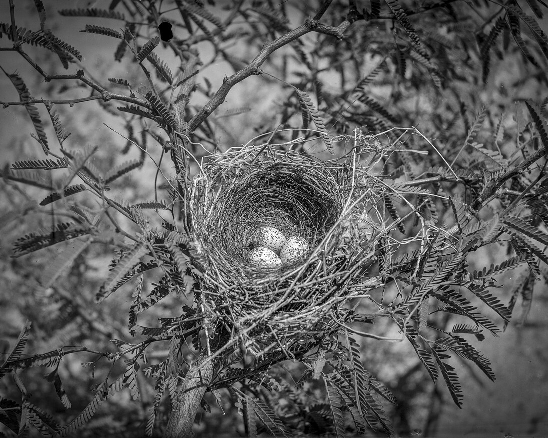 Birds on the Wire. Courtesy of Oregon Historical Society