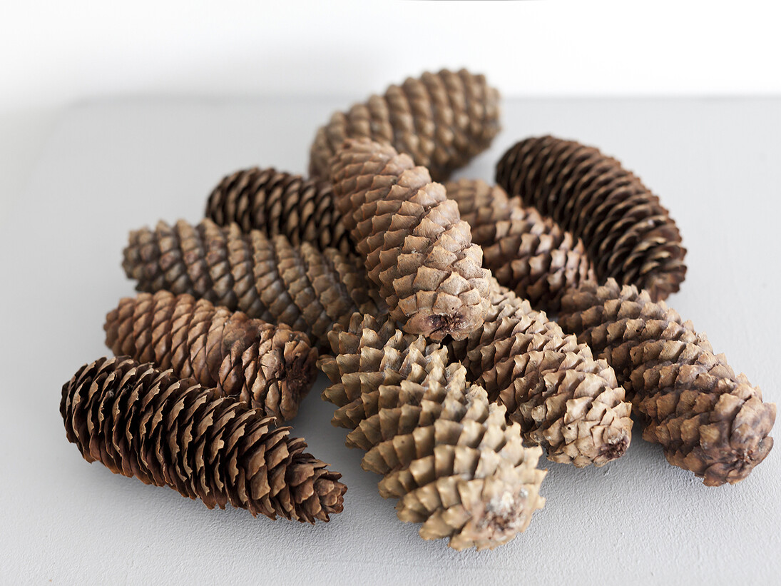 Ruth Ewan, Pine Cones
