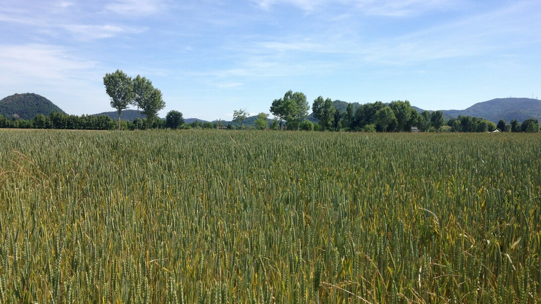 Campo di farro in coltura biologica