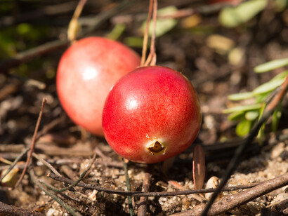 Planificar una dieta no es una peculiaridad de la alimentación vegetariana. Una dieta rica en carnes procesadas, bebidas azucaradas y productos ultraprocesados tampoco garantiza una nutrición adecuada.
Frutas y verduras