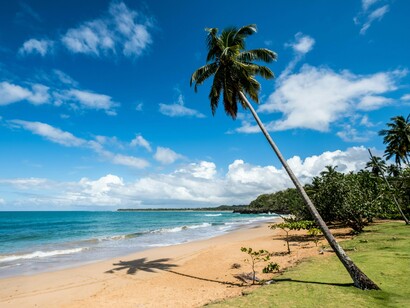 Palm trees leaning into the sea, carrying the rhythm of bachata and the warmth of the island (Dominican Republic)