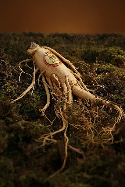 Ginseng, a slow-growing perennial plant, has a fleshy root that serves as both a food and one of the world's oldest and most popular herbal medicines