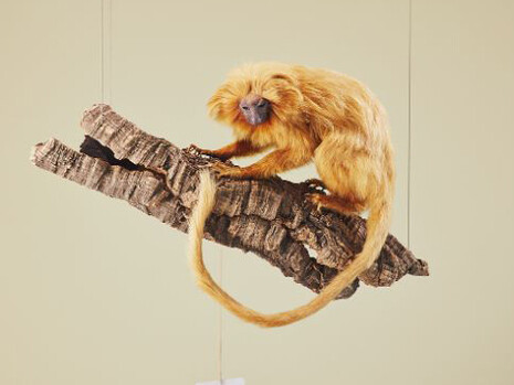 Quagga & Dodo. Courtesy of Naturhistorisches Museum Basel