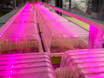 Mises en culture de poussières accrochées aux semelles de nos chaussures. Elles dévoilent des micro-paysages rendus visibles