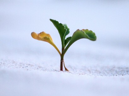 Brotar en medio de la nada