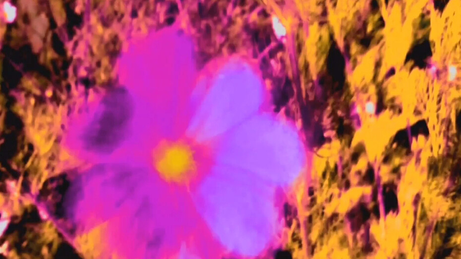 Kristin Oppenheim, Golden Dragon, 2015, Film, 54 sec (looped), Courtesy of greengrassi, London