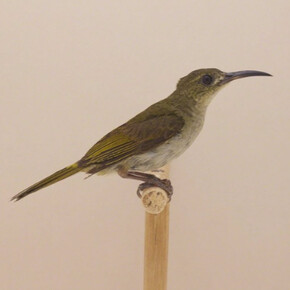 Luke Stephenson, Olive Sunbird #1, ca. 2016. Courtesy of The Photographers' Gallery