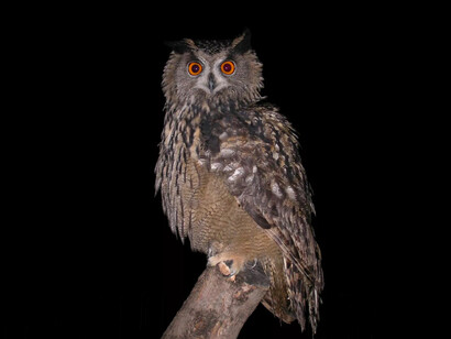 Fotografía nocturna de un búho