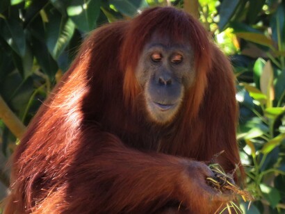Gli oranghi della Malesia, con la loro intelligenza e il loro comportamento pacifico, sono tesori viventi delle foreste pluviali minacciate