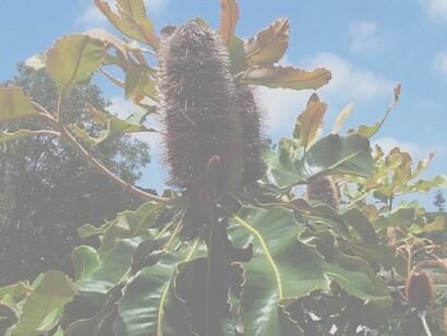 Banksia Robur, è indicato per persone dinamiche ma che per varie ragioni si sono abbandonate a sé stesse