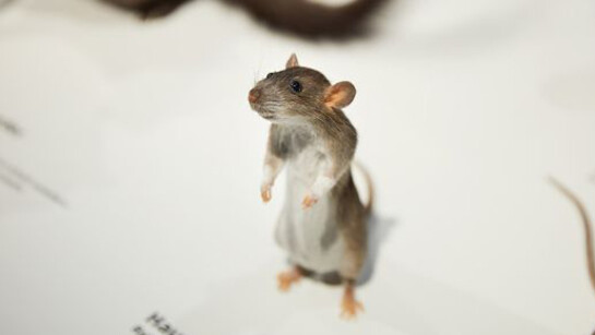 Nature Showcase. Courtesy of Naturhistorisches Museum Basel