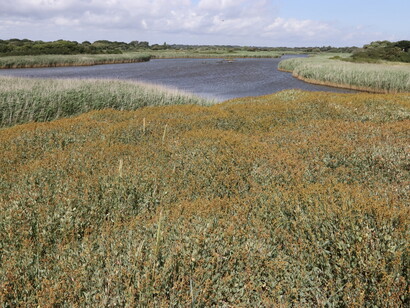 Phragmites reedbeds at Titchfield Haven © Gehan de Silva Wijeyeratne