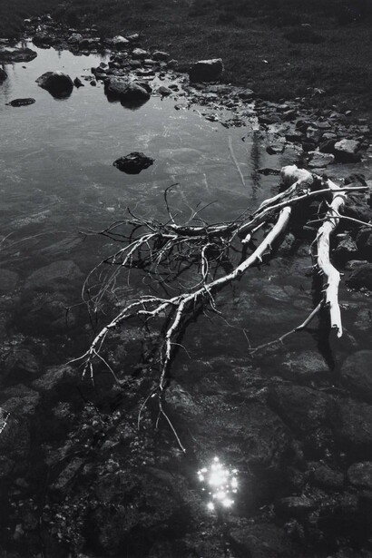 Ansel Adams. Branch and Creek, 1947. Image courtesy of Zeit Contemporary Art, New York