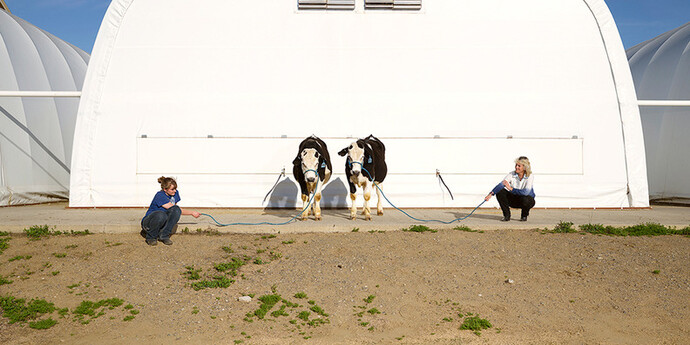 Aleksandra Domanovic , Bullen ohne Hörner: Entstehung, 2016, Chromogendruck auf Diasec, Auflage 1/3. Courtesy die Künstlerin und  Tanya Leighton, Berlin © Foto: die Künstlerin Fotografen: Aleksandra Domanovic 
und Spencer Lowell
