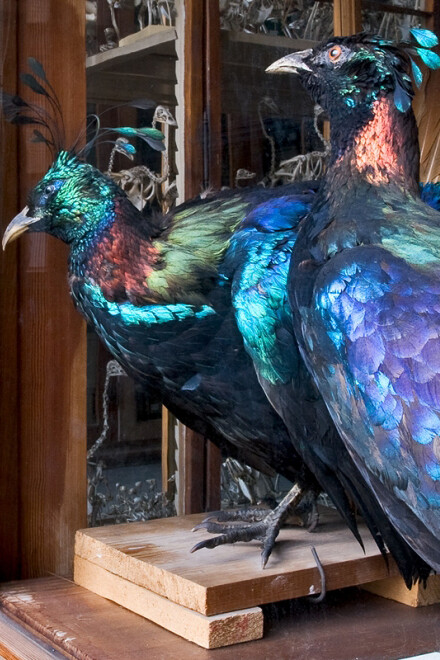 Vögel. Courtesy of Museum für Naturkunde