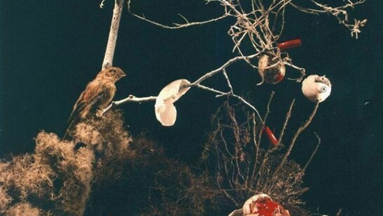 Marco Sanges © Phantasmagoria I-A