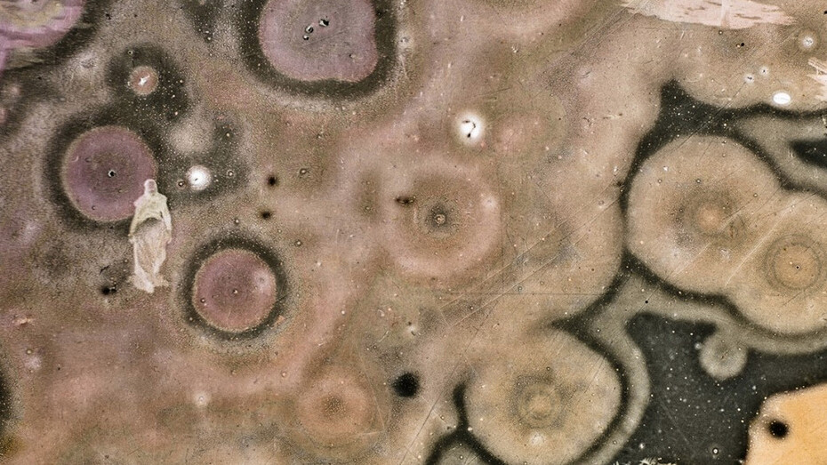 Joan Fontcuberta. Courtesy of Galería Pilar Serra