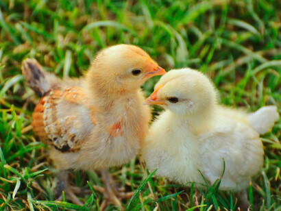 Polluelos en un prado