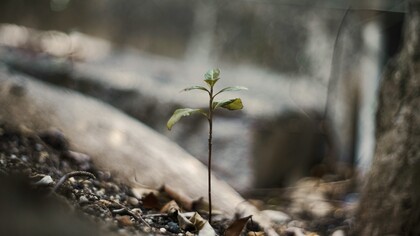 La résilience est cette capacité qui nous permet de surmonter les difficultés