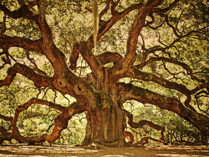 Quercia saggia 