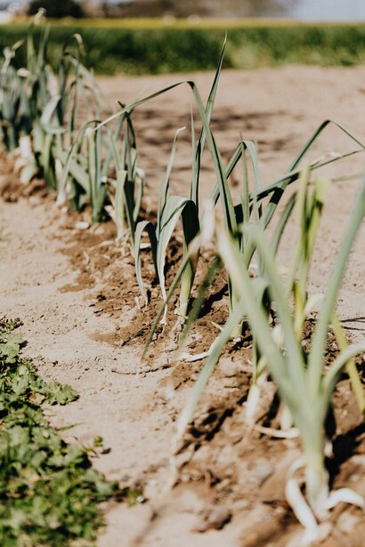 Lavoro dei campi. La corriera continua a sfilare fra fiori profumati e rose bianche dai colori tenui, fiorite nonostante la stagione. Quel rigoglioso e sbarazzino germogliare sarebbe così bello se non fosse anch’esso cambiamento climatico